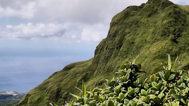 Montagne Pelée Forest