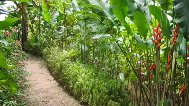 Tropical Garden Martinique