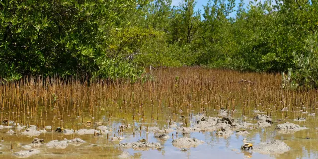 Mangrove Mangrove Martinique