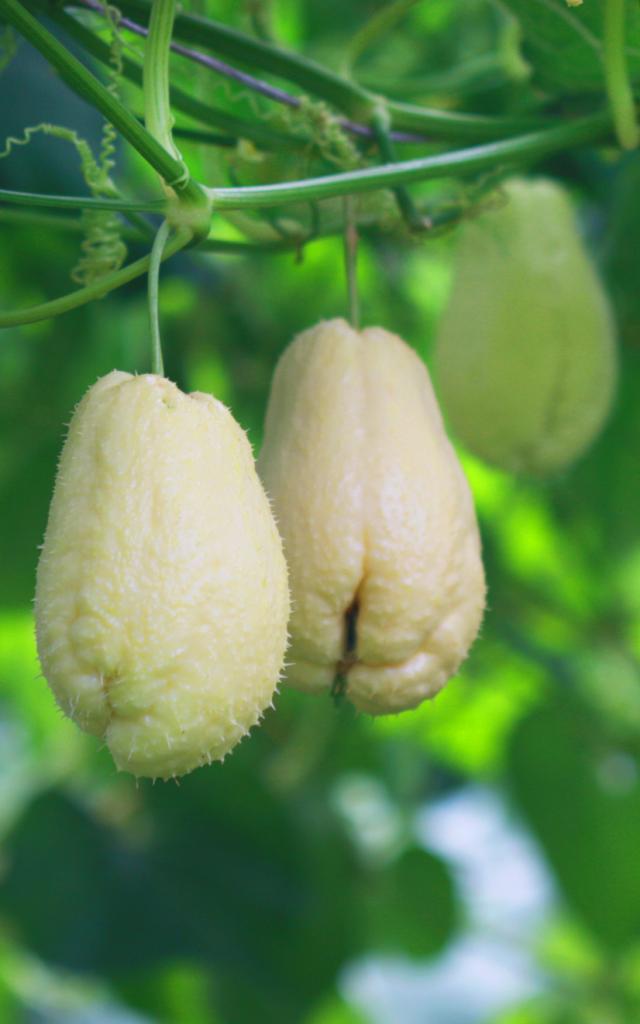 Christophines Légume Martinique