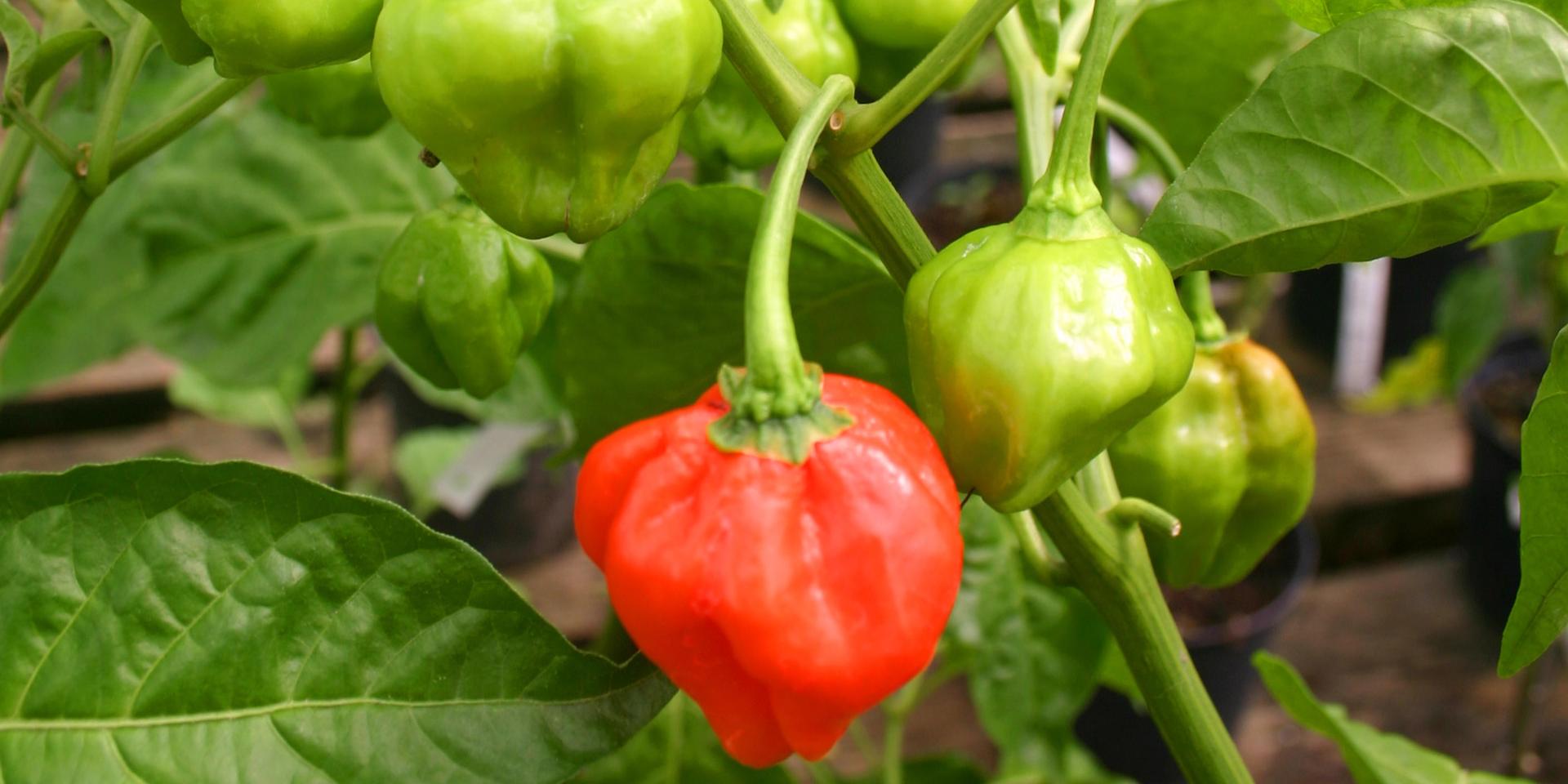 Antilles Spices Bonda manjak Martinique