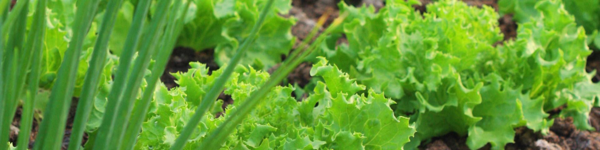 Potager Jardin créole Laitue Oignon pays Martinique