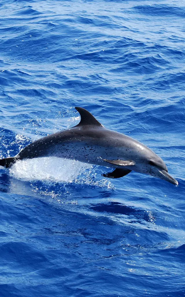 Dauphin tacheté pantropical Stenella attenuata Cétacé Martinique