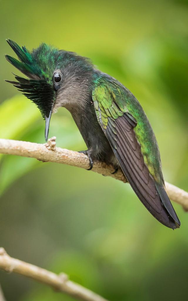 The Birds of Martinique