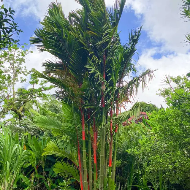 Jardin Palmier rouge Restaurant La Chaudiere Morne-Rouge Martinique