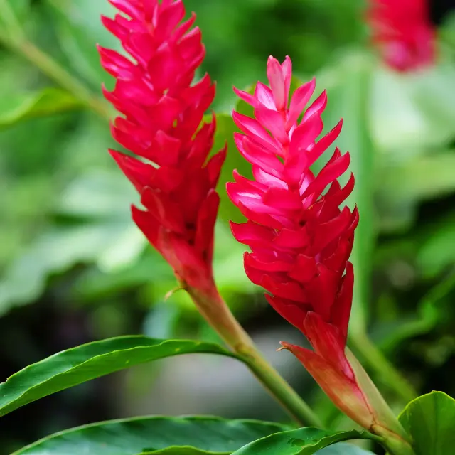 Alpinia Fleur Martinique