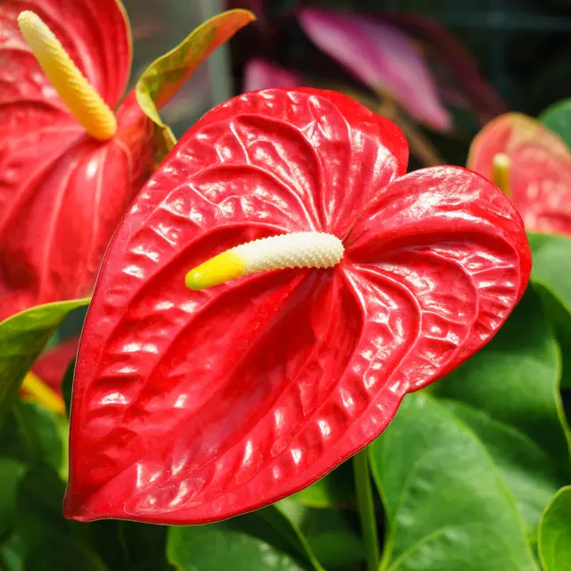 Anthurium Fleur Martinique