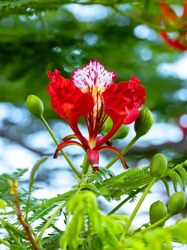 Flamboyant red Flower Martinique
