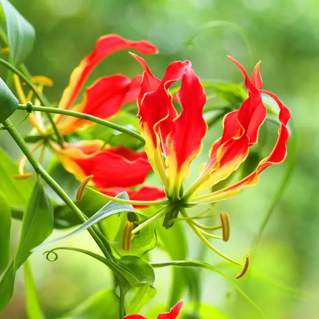 Lys béguin Fleur Martinique