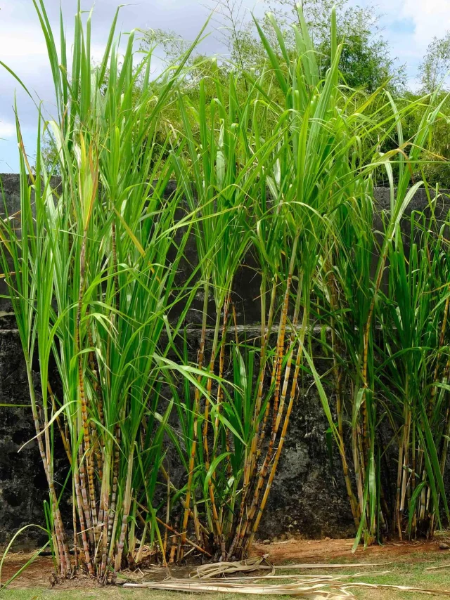 cane-sugar-rumery-troisrivères-sainteluce-martinique