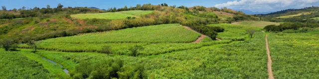 champsdecanneàsucre-rhumerie-troisrivères-sainteluce-martinique