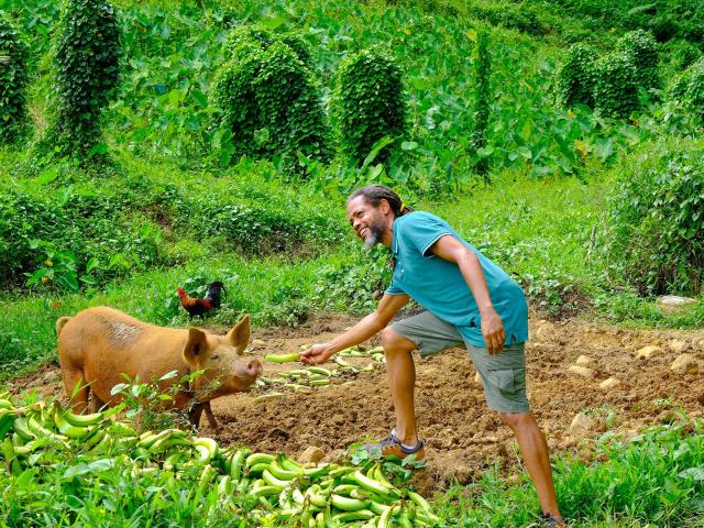 Cochon local Jardin créole Martinique