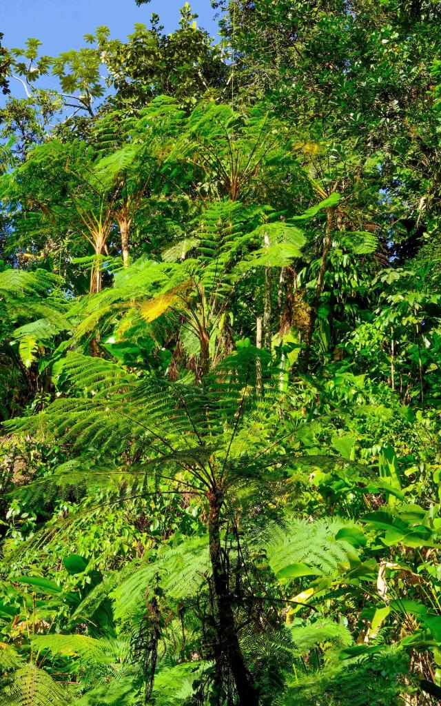 Fougère arborescente Martinique