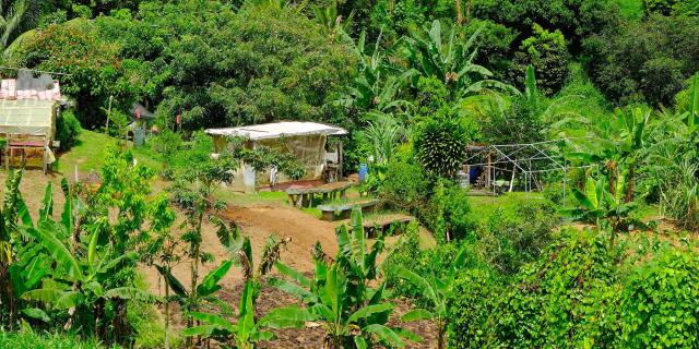 Jardin créole Martinique