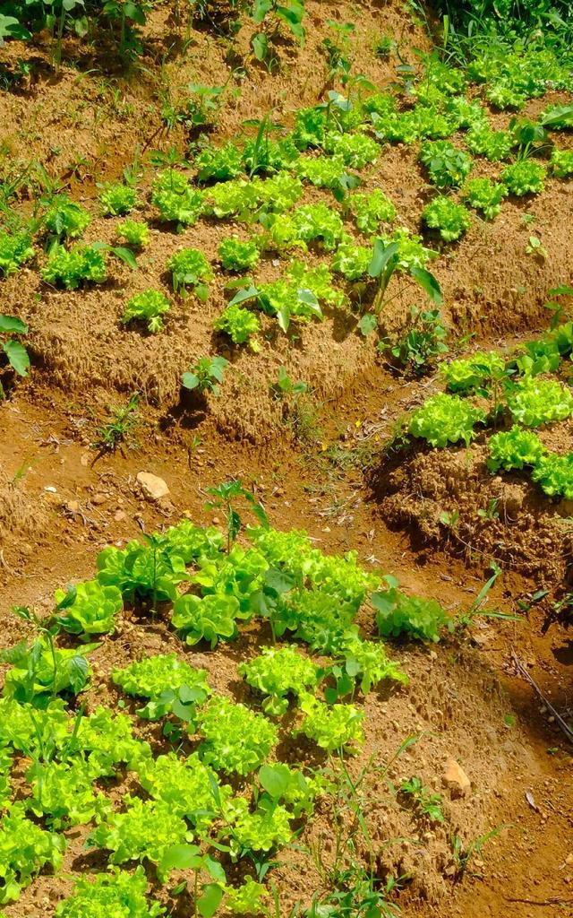 Plantation de laitue Jardin créole Martinique