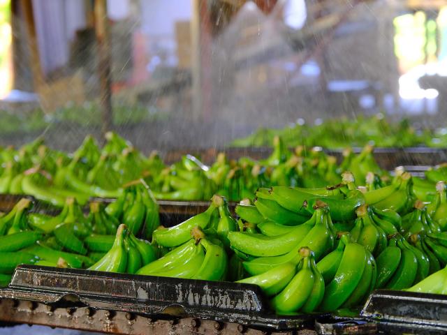 Usine de traitement Banane Martinique