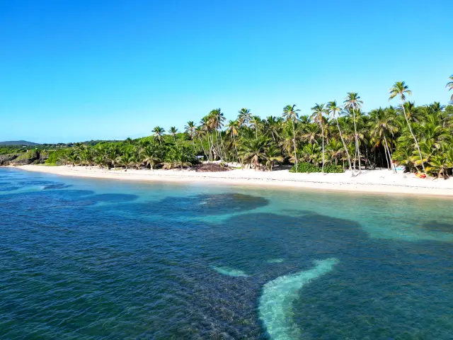 Cocotier et sable blanc Plage de l'Anse Michel Cap Chevalier Sainte-Anne Martinique