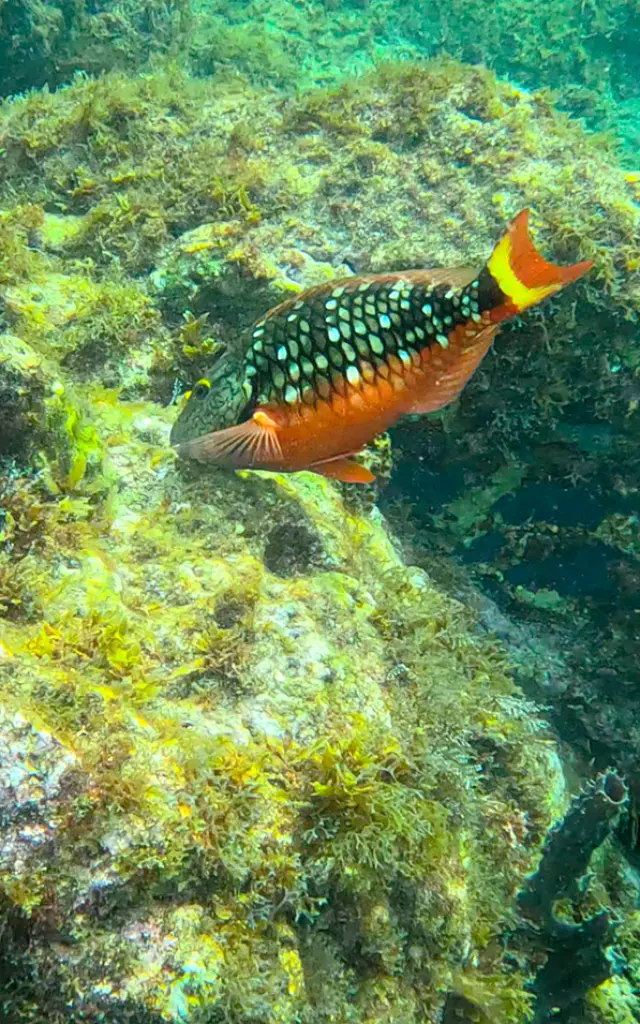 Poisson Fond marin Les Anses d'Arlet Martinique
