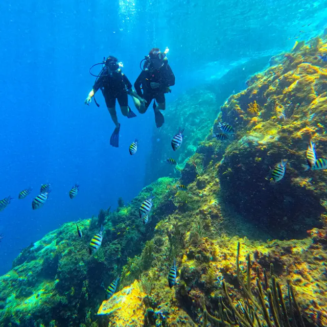 Fondmarin7 Alphaplongee Ansedarlet Martinique