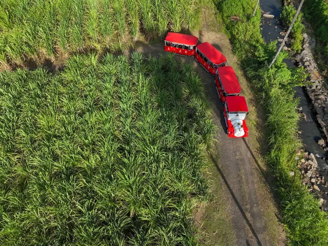 Champ de canne Visite en ti train Maison La Mauny Riviere-Pilote Martinique