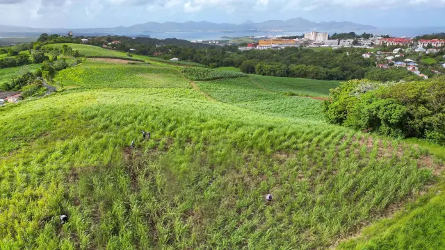 Champ de canne à sucre Distillerie La Favorite Lamentin Martinique