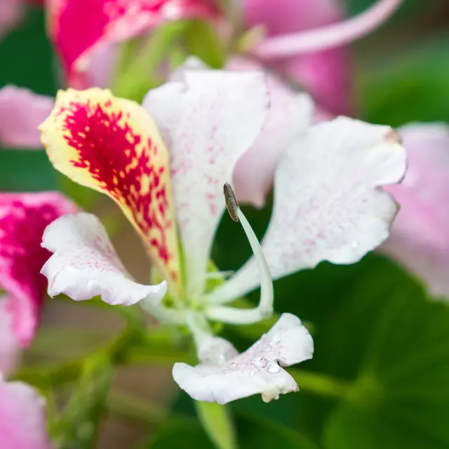Arbre orchidée Fleur Martinique