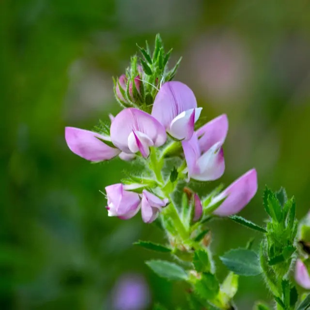 Arrête boeuf Fleur Martinique