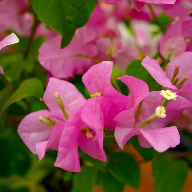 Bougainvillier Fleur Martinique