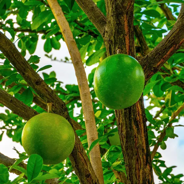 Calebasse Fruit Martinique