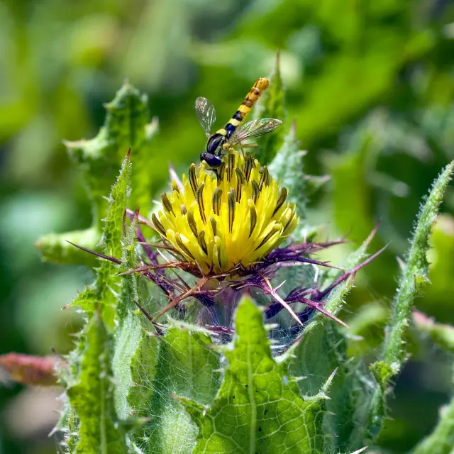 Chardon béni Fleur Martinique