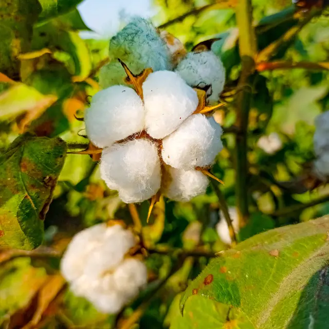 Coton Fleur Martinique