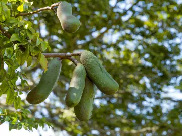 Courbaril Arbre Graine Martinique