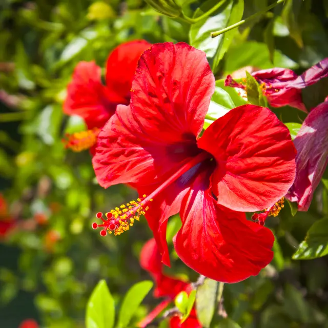 Hibiscus Fleur Martinique