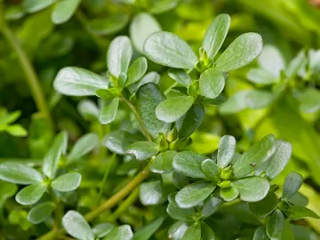 Pourpier Plante Martinique