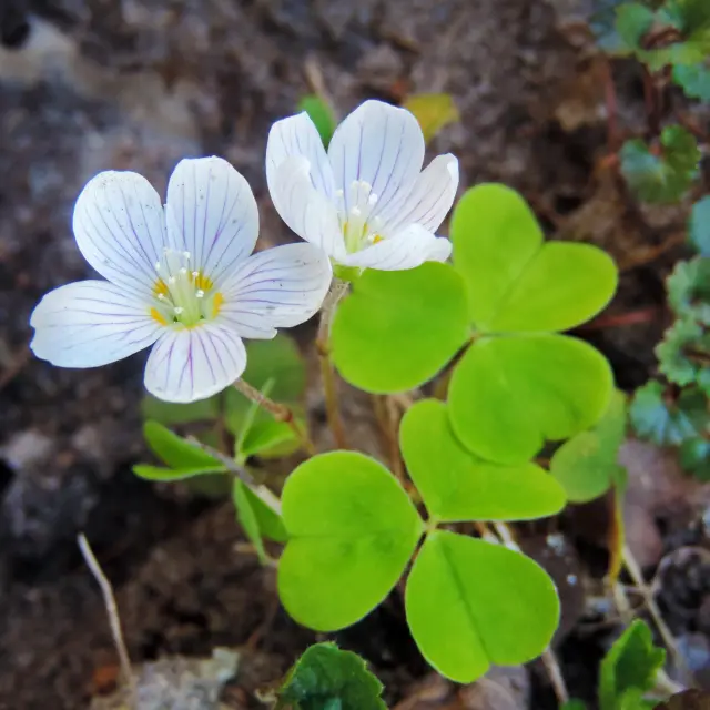 Oseille bois Fleur Martinique