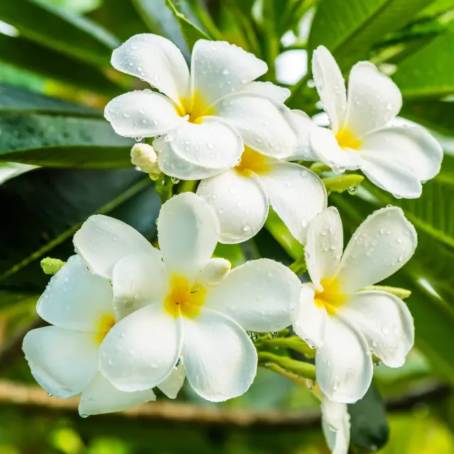 Frangipanier Fleur Martinique