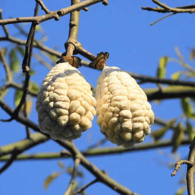 Fromager Arbre Martinique