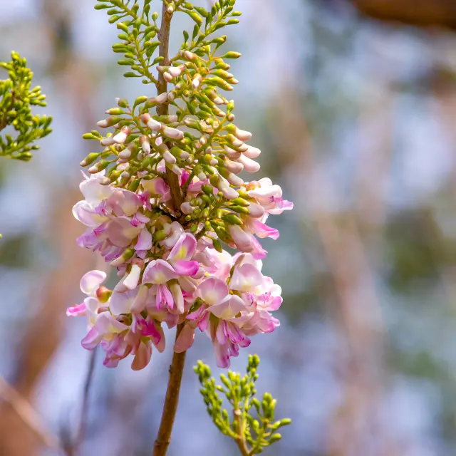 Gliricidia Fleur Martinique