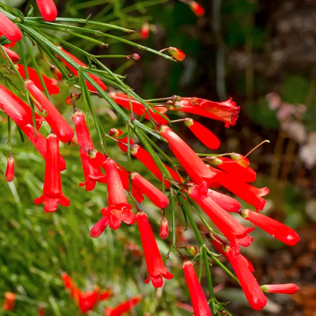 Goutte de sang Fleur Martinique