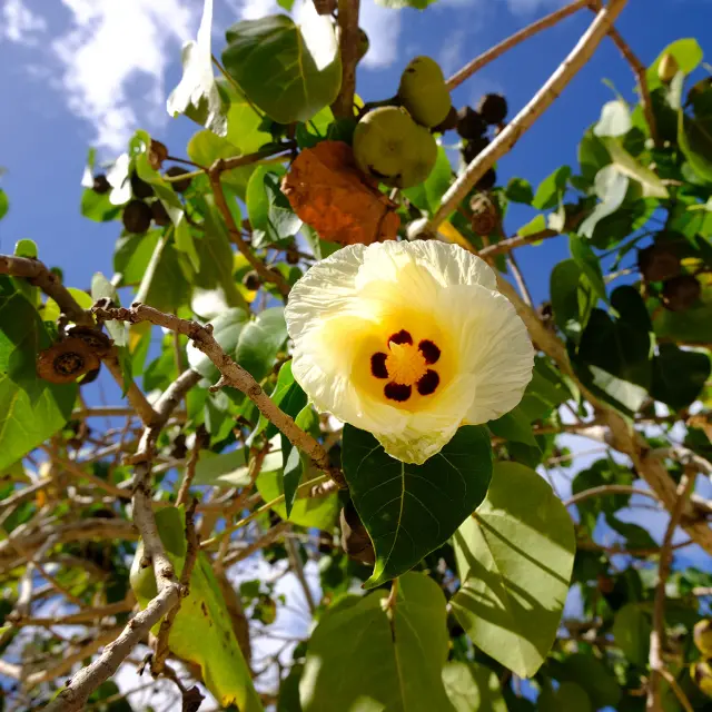 Catalpa Fleur Martinique