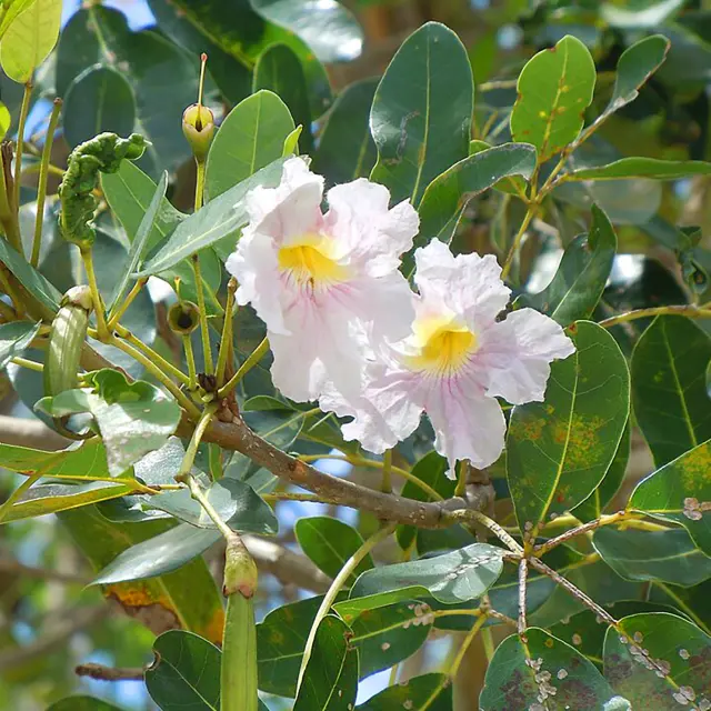 Poirier Fleur Martinique