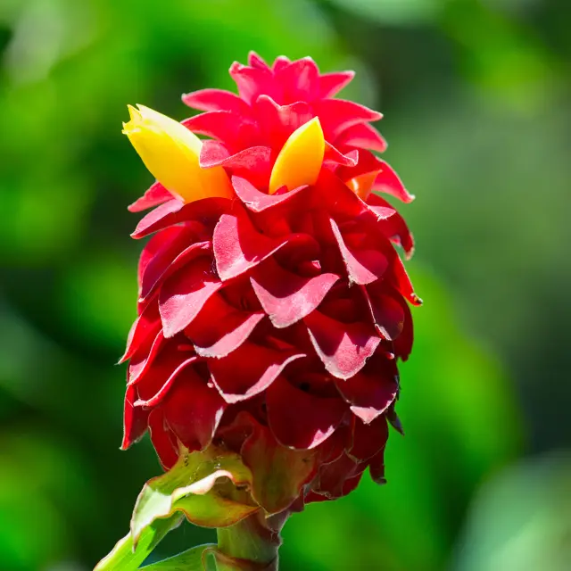 Reine de malaisie Fleur Martinique