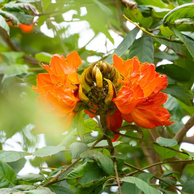 Tulipier du gabon Fleur Martinique