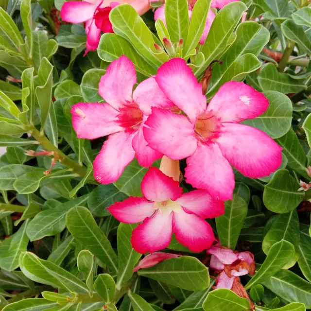 Rose du desert Fleur Martinique