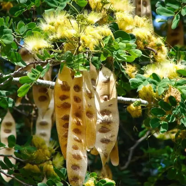 Langue de vieille femme Fleur Martinique