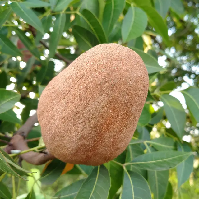 Mahogany Arbre Martinique