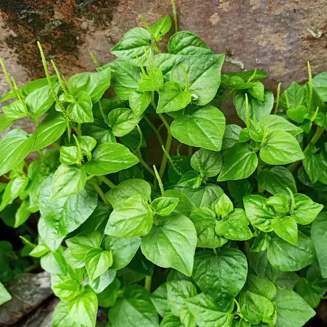 Herbe couresse Fleur Martinique