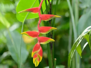 Héliconia pendula Fleur Martinique