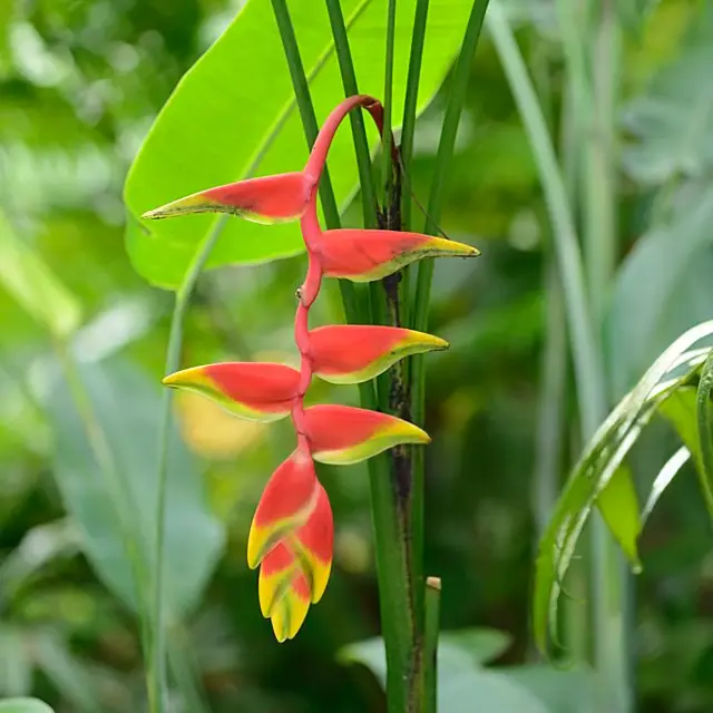 Héliconia pendula Fleur Martinique