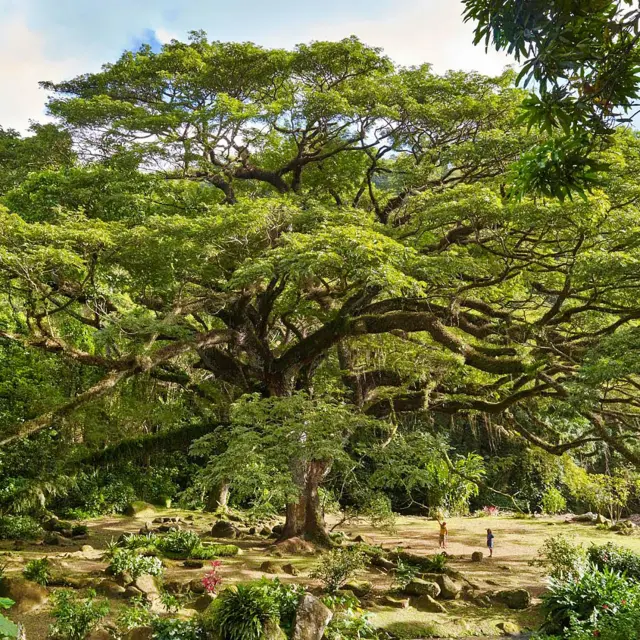 Zamana Arbre Martinique
